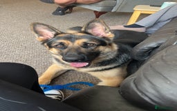 German Shepherd dogs for sale: 💙 German Shepherd Looking for His Forever Home 💙 - Image 6