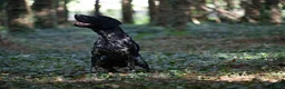 German Shorthaired Pointer dogs for stud: KC registered GSP For Stud - Advert 13