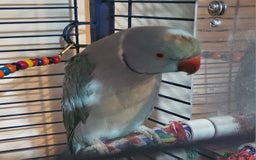 Ringnecks birds for sale: Blue Indian Ringneck Male - Image 5