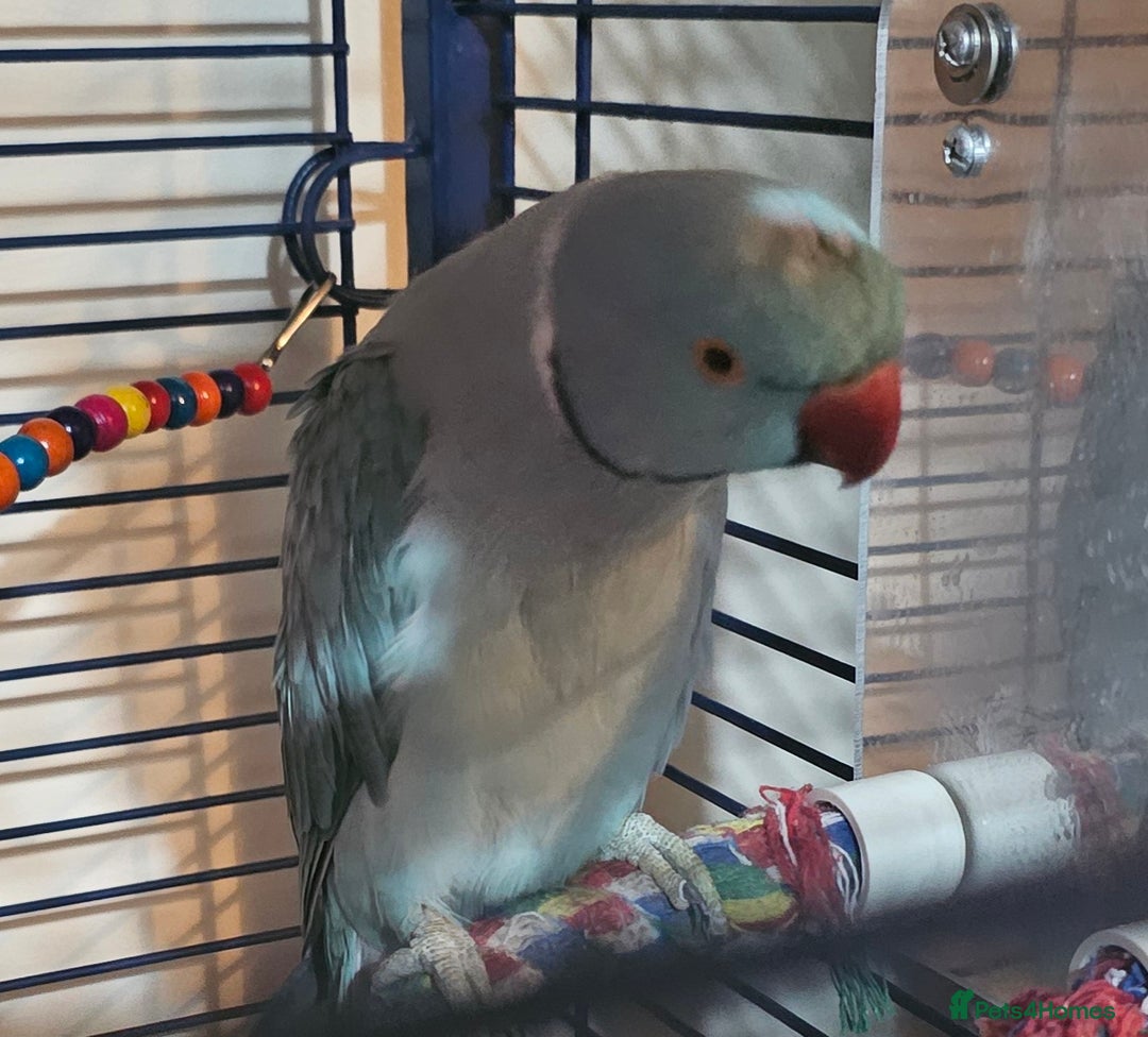 Ringnecks birds for sale: Blue Indian Ringneck Male - Image 5