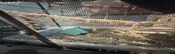 Rat rodents for sale: 2 male rats for sale  in Leeds - Advert 4