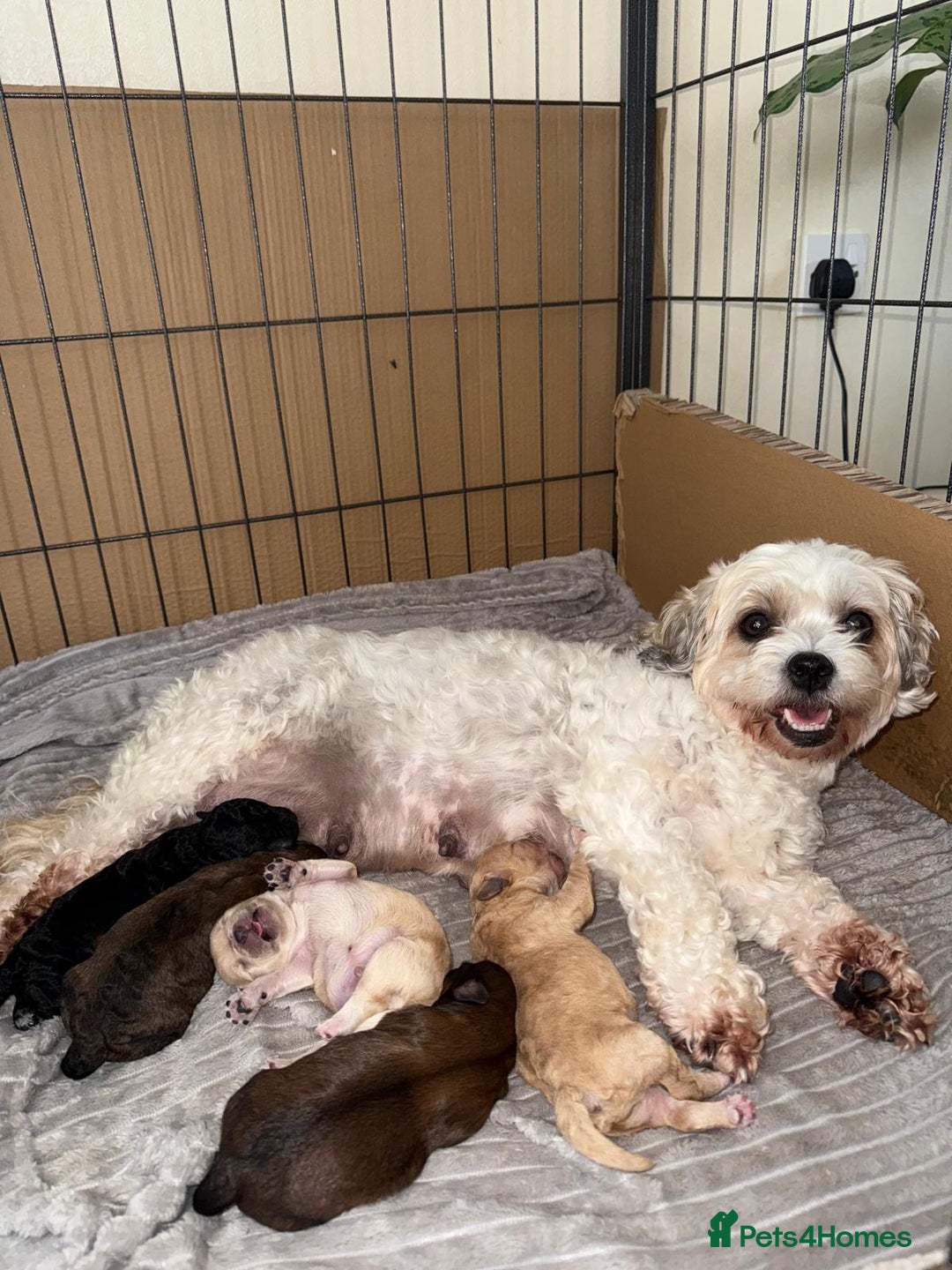 Cavachon dogs for sale:  🐶✨Cavapoochon Puppies ready to reserve 🐶✨ - Image 2