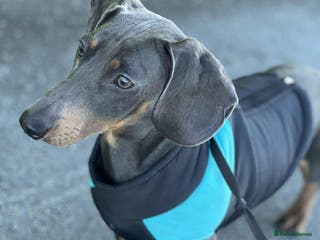 Miniature Dachshund dogs Miniature Dachshund - Advert 4