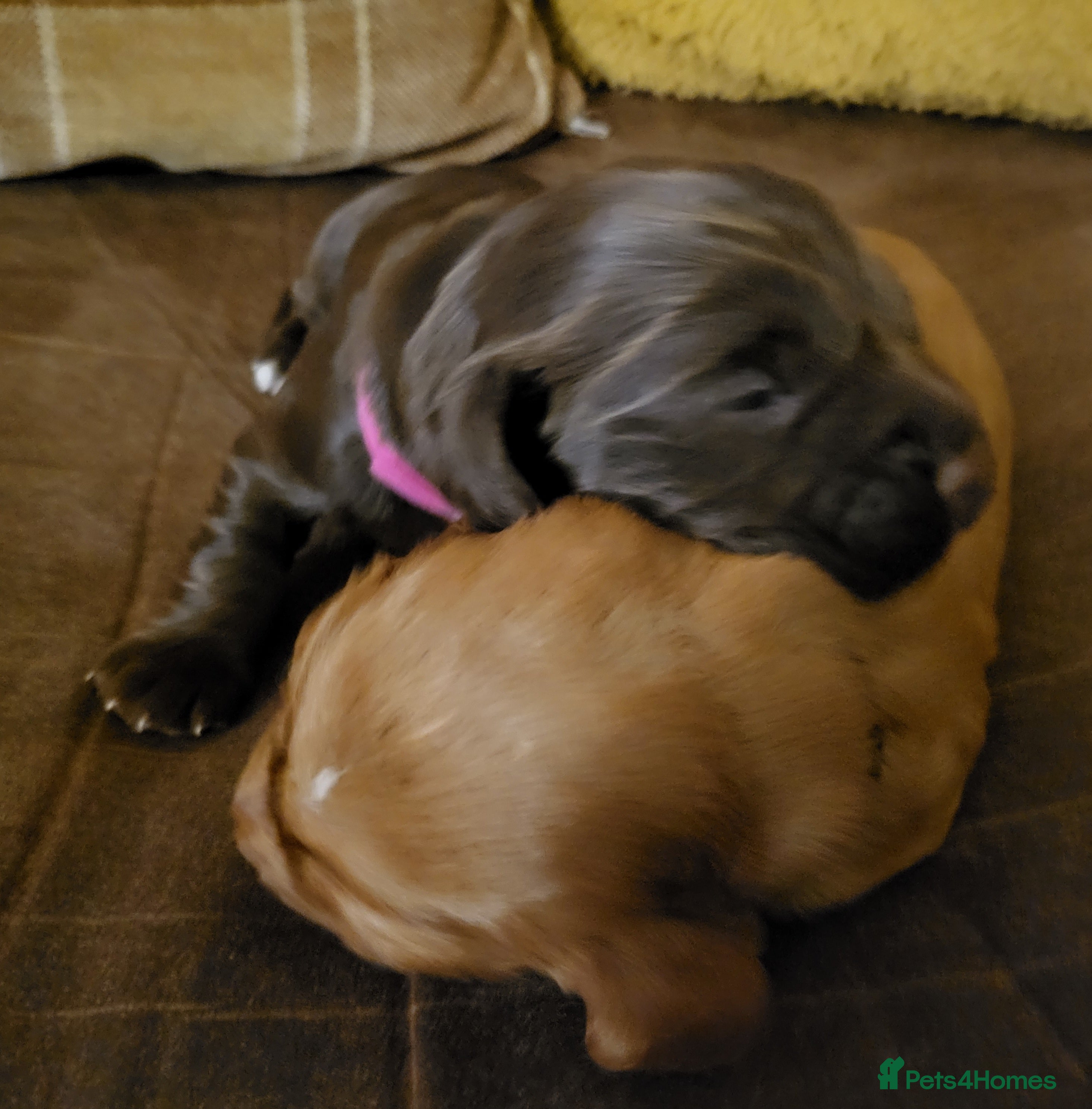 Cocker Spaniel dogs Working Cocker Spaniel Pups - Advert 6
