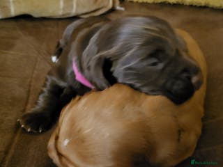 Cocker Spaniel dogs Working Cocker Spaniel Pups - Advert 17