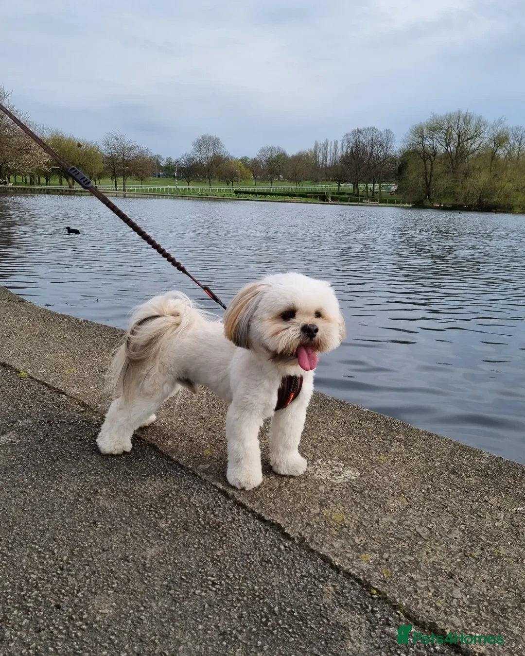 Lhasa Apso dogs for stud: Gorgeous proven pedigree Lhasa Apso for stud in Pontefract - Advert 2