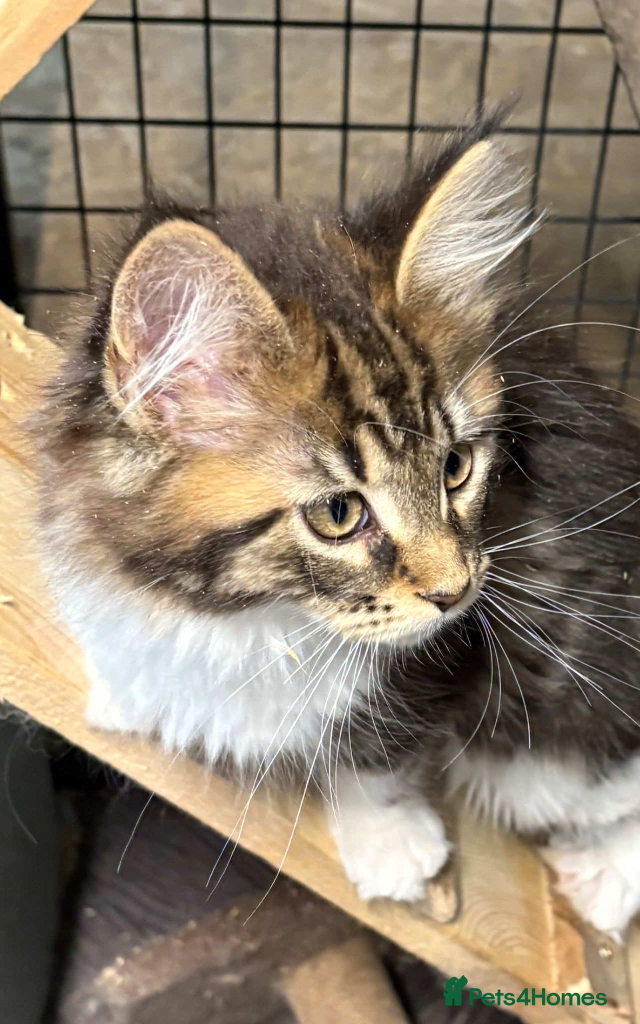 Maine Coon cats Stunning kittens  - Advert 1