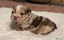 English Bulldog dogs for sale: 💖 5 Adorable English bulldog puppies 💖 - Image 23