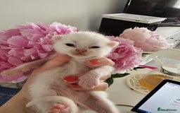 British Shorthair cats for sale: ♥️ GCCF British Shorthair Kittens ♥️ - Image 6