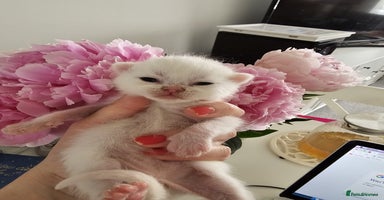 British Shorthair cats - Advert 8