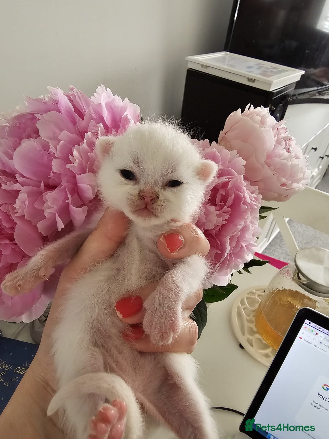 British Shorthair cats for sale: ♥️ GCCF British Shorthair Kittens ♥️ - Image 6