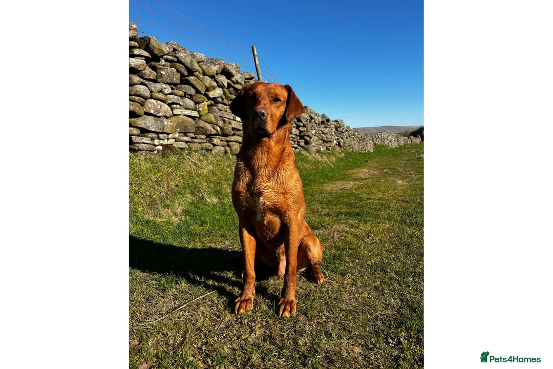 Labrador Retriever dogs for stud: 🔸DARK RED WORKING STUD KC & FULLY HEALTH TESTED🔸 in Hawes - Advert 14
