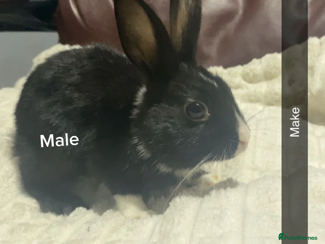 Mixed Breed rabbits for sale: Dutch x mini lion head rabbits  in Liverpool - Advert 1