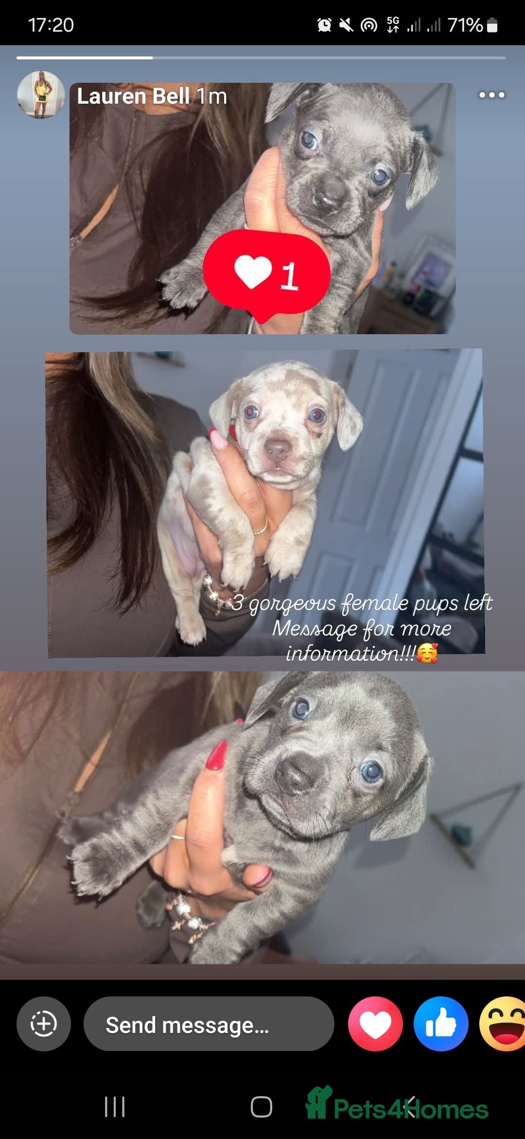 Mixed Breed dogs for sale: French wiener  - Image 1