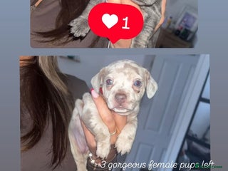 Mixed Breed dogs - Advert 35