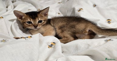 Abyssinian cats - Advert 1