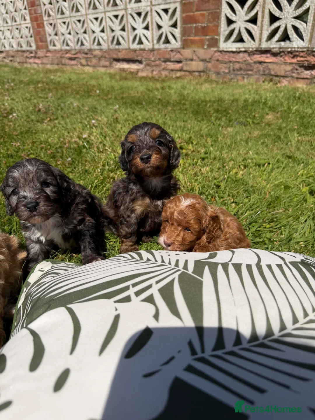 Cockapoo dogs for sale: Cockapoo puppies - Advert 12