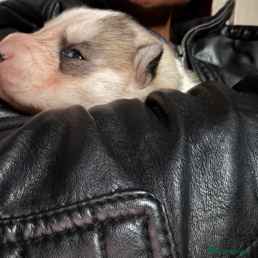 Siberian Husky dogs for sale: Amazing Pure Siberian Huskies - Advert 7