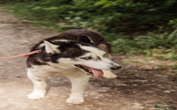 Siberian Husky dogs for adoption: 💙🐶 HASAN 🐶💙 - Image 18