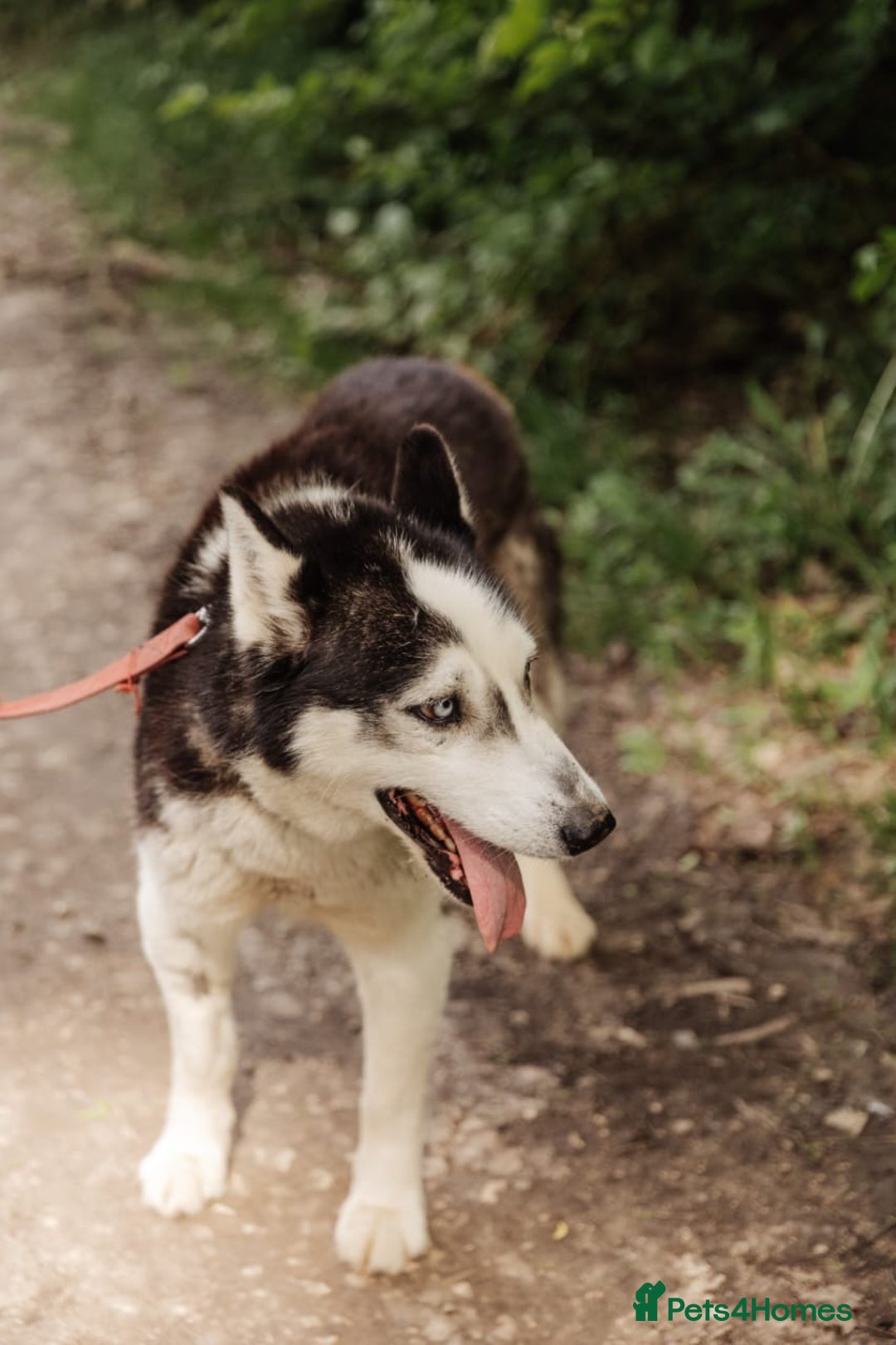 Siberian Husky dogs for adoption: 💙🐶 HASAN 🐶💙 - Image 18