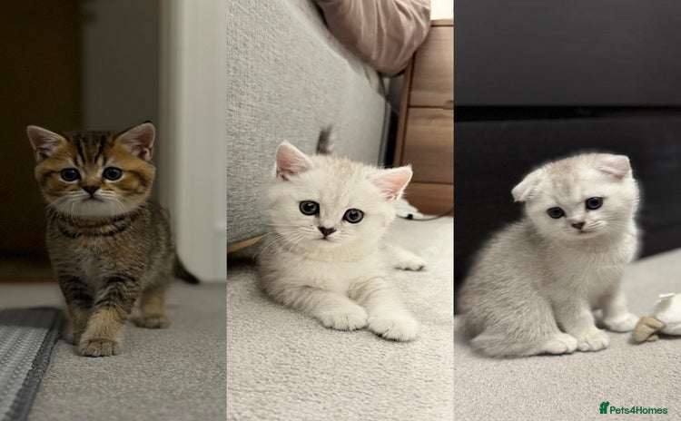 Scottish Fold cats - Advert 2