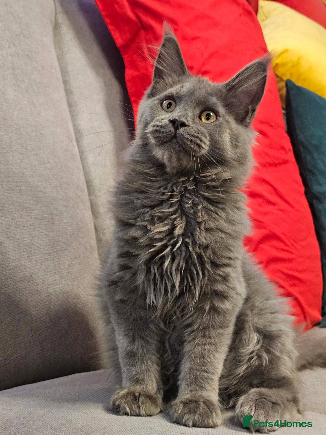 Maine Coon cats for sale: 🔥*Stunning Litter of 8💎Solid Blue Maine Coon*🔥  - Image 23