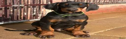 Dobermann dogs for sale: Dobermann Puppies For Sale - Advert 4
