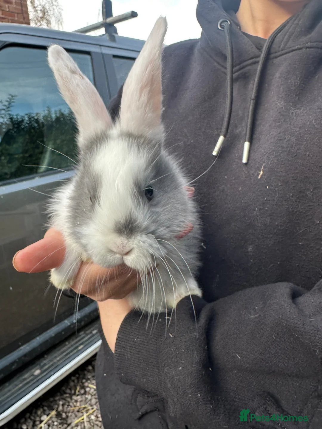 Continental Giant rabbits for sale: Continental giant kits  - Advert 2