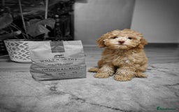 Cockapoo dogs for sale: ⭐️Exceptional litter - Cockapoo F1BB⭐️ - Image 16