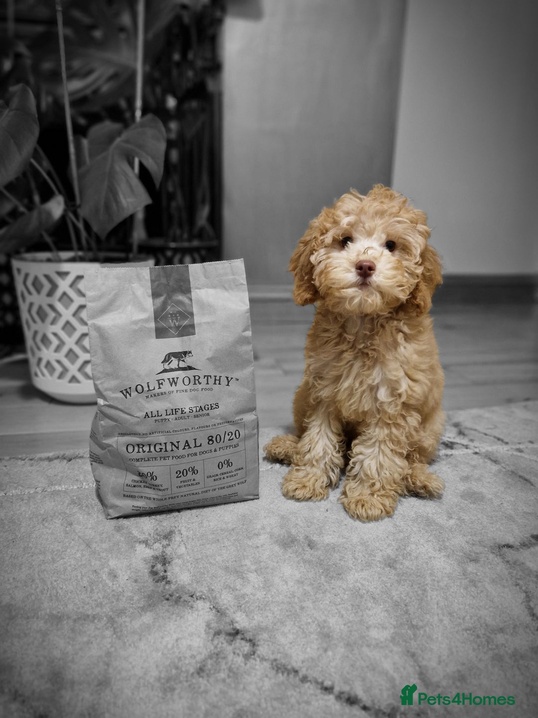 Cockapoo dogs for sale: ⭐️Exceptional litter - Cockapoo F1BB⭐️ - Image 16