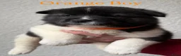 Akita dogs for sale: Chunky Akita puppies in Liverpool - Advert 8