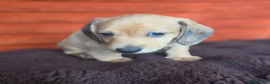 Miniature Dachshund 6
