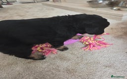 Bordoodle dogs for sale: F2 Bordoodle puppies - Image 11