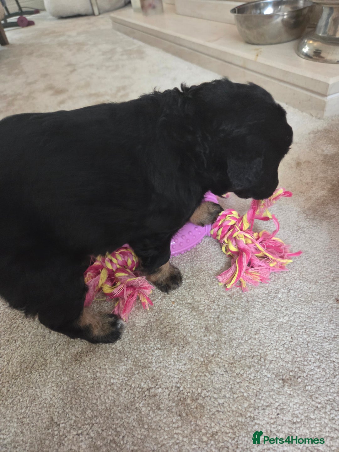 Bordoodle dogs for sale: F2 Bordoodle puppies - Image 11