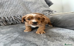 Cockapoo dogs for sale: gorgeous litter of Cockapoo puppies 🐶  - Image 5