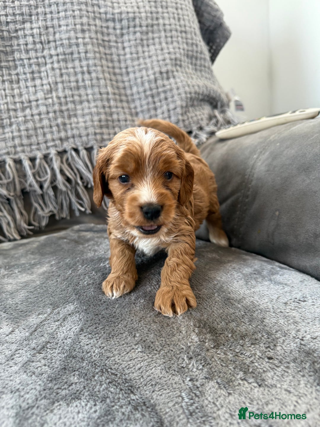 Cockapoo dogs for sale: gorgeous litter of Cockapoo puppies 🐶  - Image 5