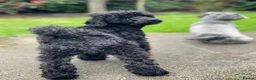 Toy Poodle dogs for sale: Black toy poodle in Manchester - Advert 33