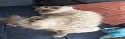 Ragdoll cats for sale: Blue Tabby Point Mitted Ragdoll Female in Sutton-in-Ashfield - Advert 3