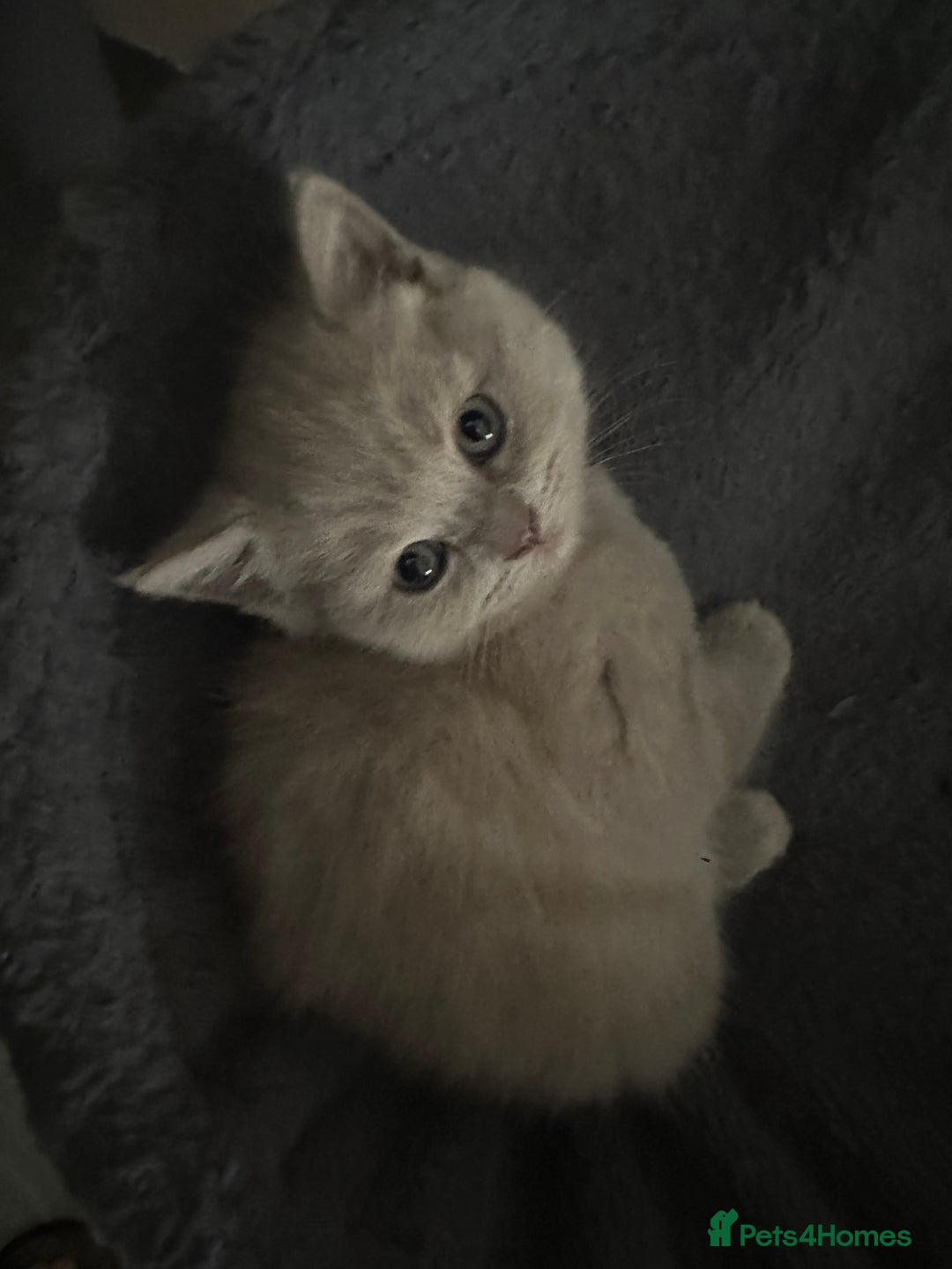 Scottish Fold cats for sale: Scottish fold - Advert 7