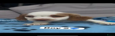 Cocker Spaniel 3