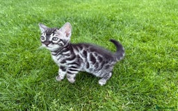 Bengal cats for sale: Bengal Kittens For Sale (Ready To Go - 1 left) - Image 18