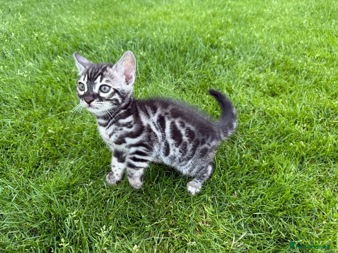 Bengal cats for sale: Bengal Kittens For Sale (Ready To Go - 1 left) - Image 18