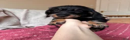 Dachshund dogs for sale: 5 Standard wire hair daschunds - Advert 17
