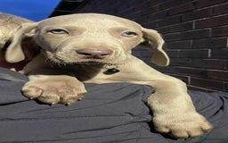 Weimaraner dogs for sale: Kc reg Weimaraner - Image 13