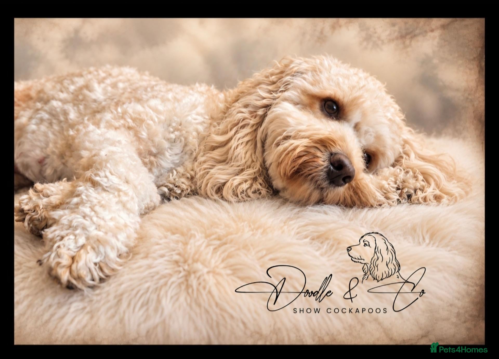Cockapoo dogs Stunning health tested F1b Cockapoo puppies - Advert 8