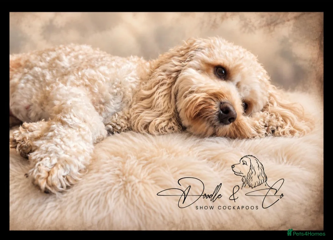 Cockapoo dogs for sale: Stunning health tested F1b Cockapoo puppies - Advert 1