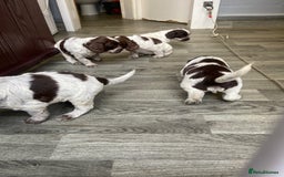 Cocker Spaniel dogs for sale: Cocker Spaniel - Image 10