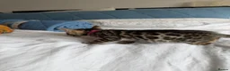 Bengal cats for sale: Bengal Kittens Available  - Advert 4