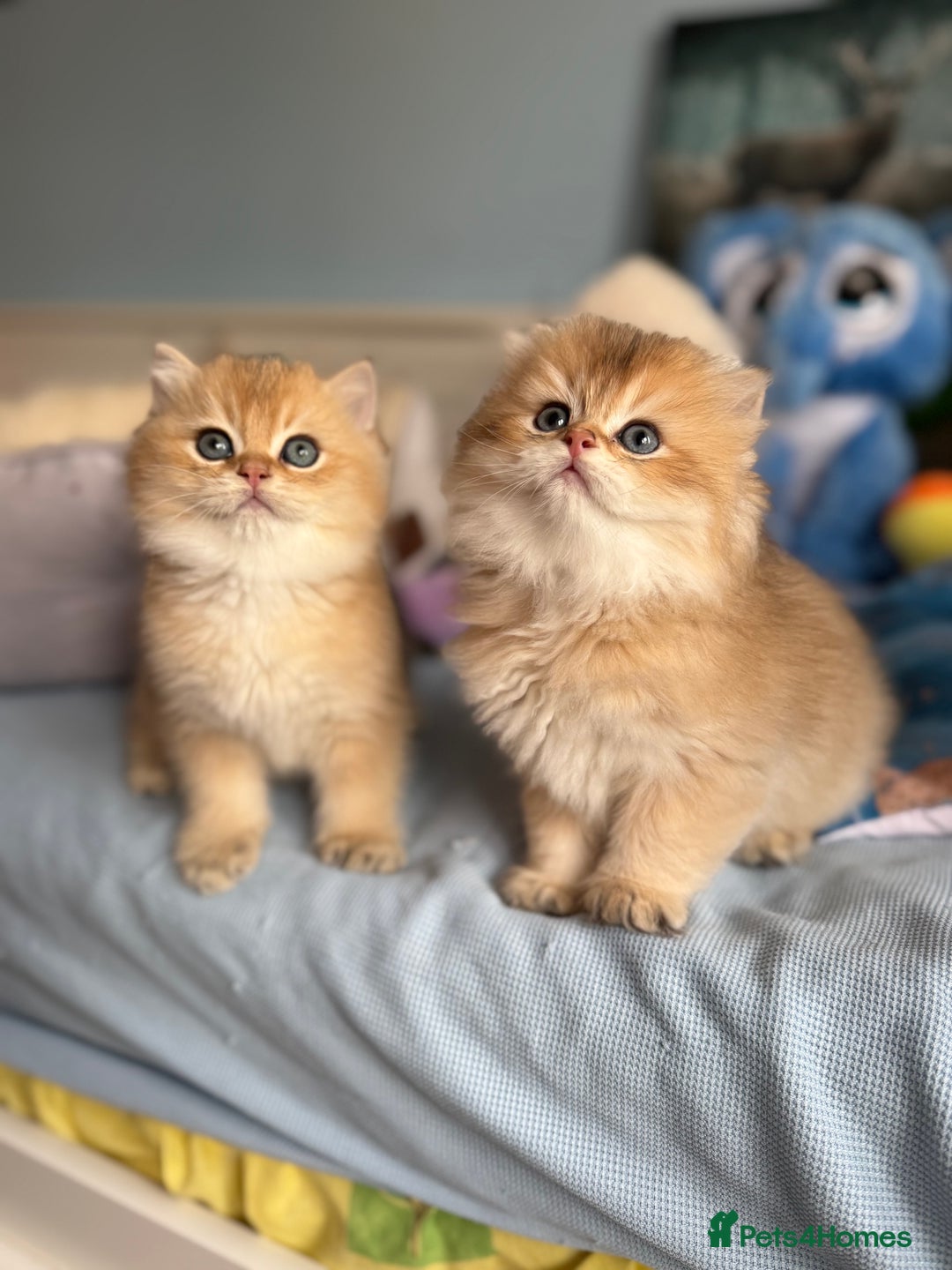 British Shorthair cats for sale: 🌟Adorable Pure BSH 5 kittens 🌟 - Image 9