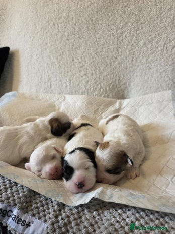 Bichon Frise dogs - Advert 12